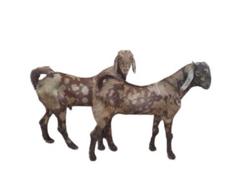 Unisex Sirohi Goat