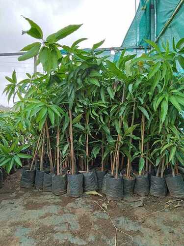 Green And Healthy Mango Plant