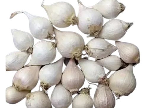 White Indian Origin Single Clove Garlic