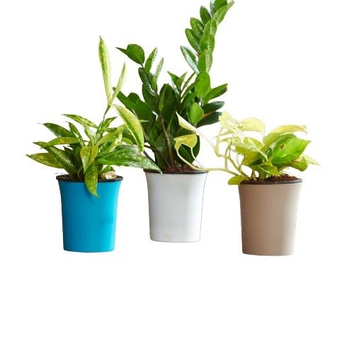 Decorative Self Watering Flower Pots Height: 10  Centimeter (Cm)