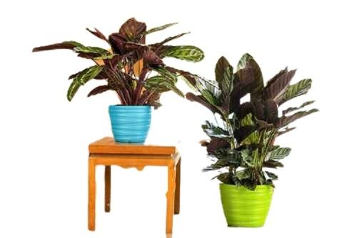 Round Decorative Plastic Indoor Flower Pots