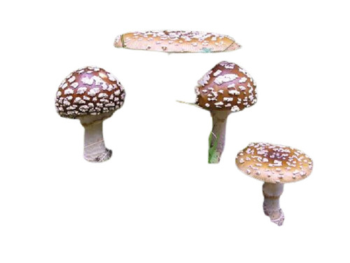 As Shown In The Image A Grade 99.9 Percent Purity Filament Shape Edible Amanita Regalis Dried Mushroom