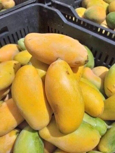 Mango(fresh) .