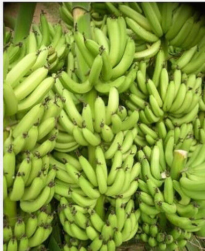 Common Rich In Fiber Green G9 Banana