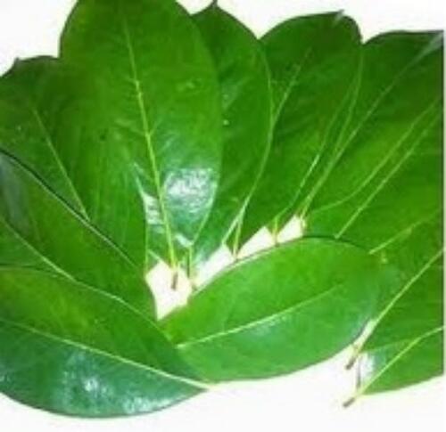 Natural Herbal Green Soursop Leaf