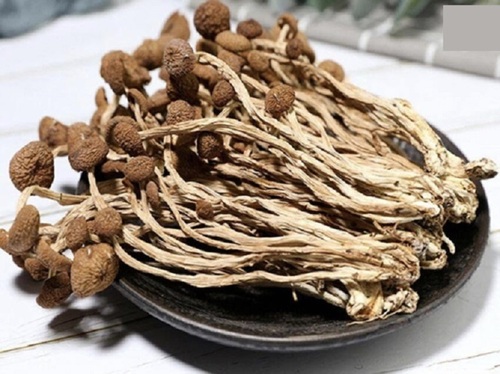 Brown Medicinal Mushrooms 