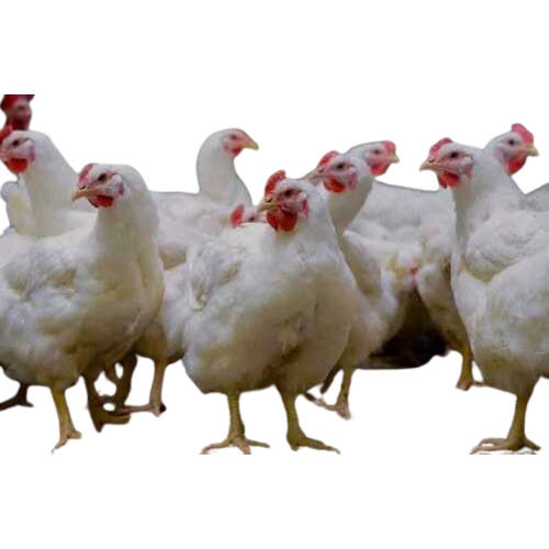 Wholesale Price Broiler Chicken