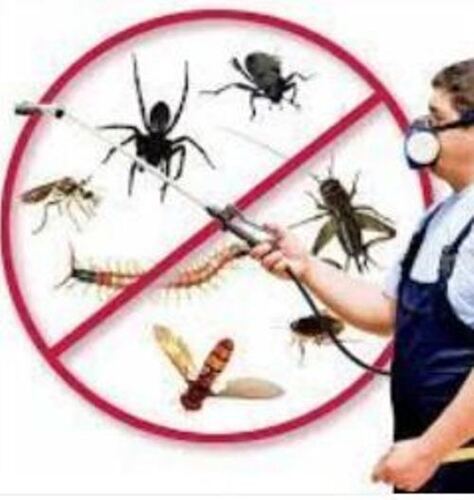 Industrial Spider Pest Control Services By Micro Pest Control Service