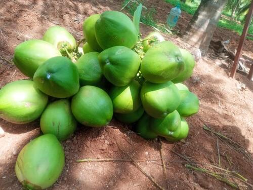 tender coconut