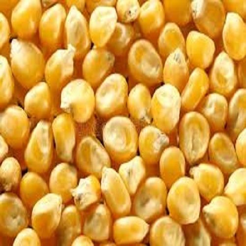 Common 100% Natural Nutritious Yellow Maize