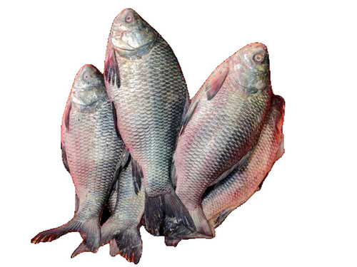 A Grade Nutrient Enriched Healthy 100 Percent Purity Fresh Andhra Katla Fish For Eating