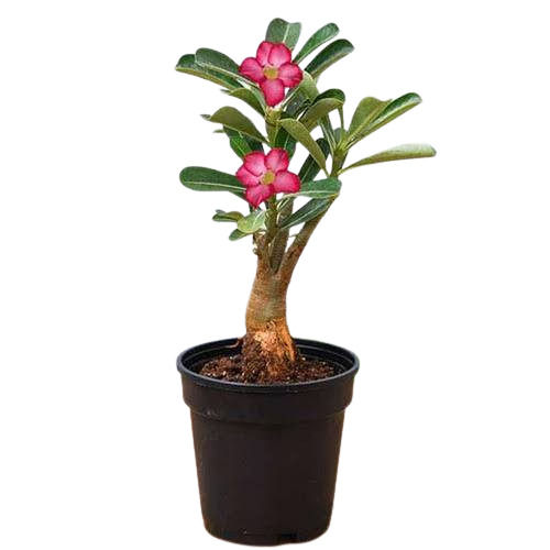 Grafted Hybrid Adenium - Color: All Colours