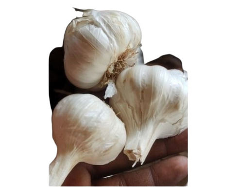 Fresh Garlic - Raw Pods | Rich in Taste, Healthy and Nutritious