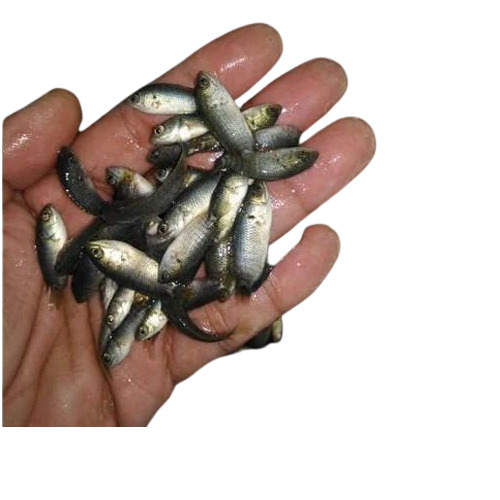 Fresh Katla Fish - Regular Size | Eukaryota Domain, Cyprinidae Family, Highly Nutritional Seeds, Ideal For Fish Farming In 25-30â°c