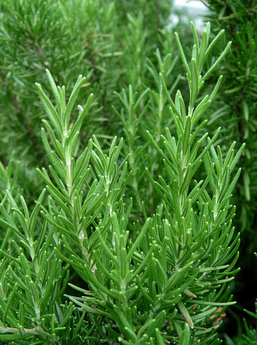 Green Fresh Rosemary