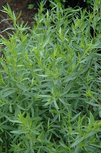 Green Tarragon