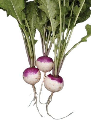 Turnip