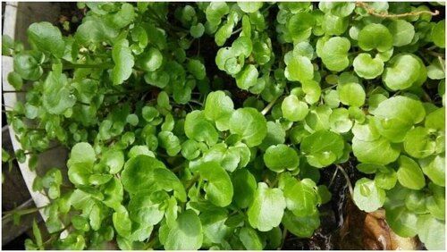 Fresh Watercress