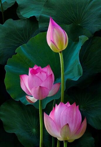 Lotus Flower