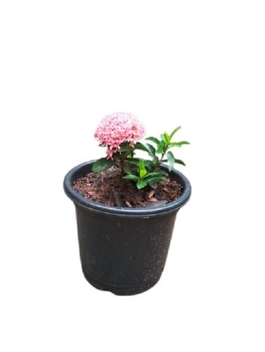 Ixora Mini Dwarf Garden Plant