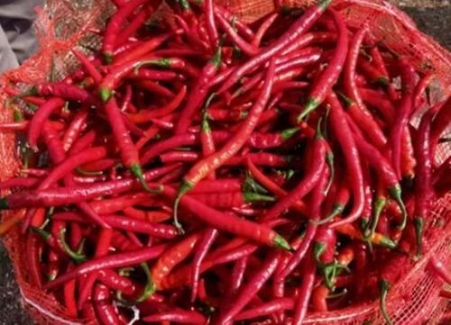 Organic Red Chilli