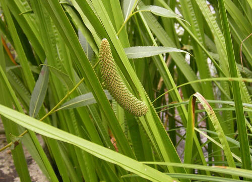 Sweet Flag Ingredients: Acorus Calamus L