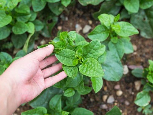 Malabar Spinach Moisture (%): 70 To 75%