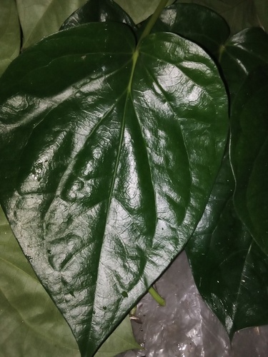 Betel leaf 