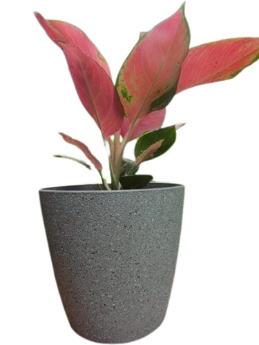 Cement Pot - Polished Finish, Very Good Quality, Durable Grey Garden Planter