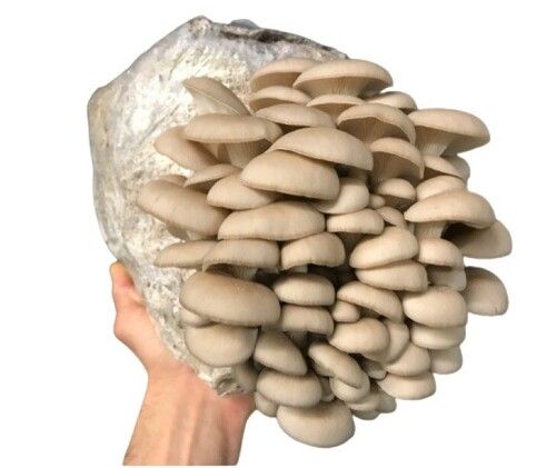 Oyster Mushroom - Whole Dried Slices, Rich Flavor, Long Shelf Life, Easy to Digest, No Harmful Preservatives