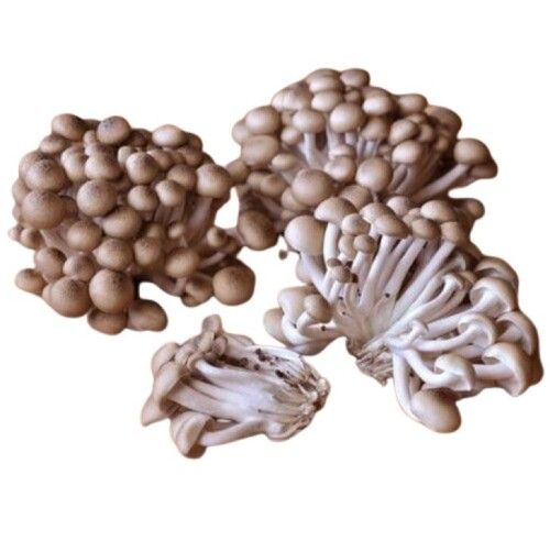 dried oyster mushroom