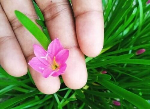 Pink Rain Lily Plant