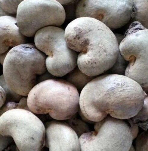 Natural Raw Cashew Nuts