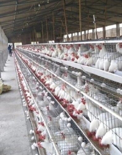 Poultry Grower Cages