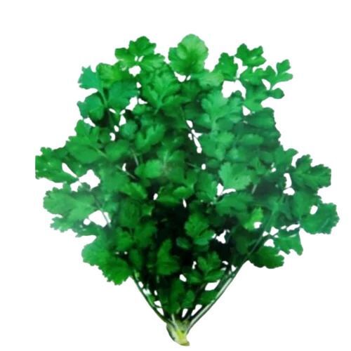 Green Natural Green Coriander