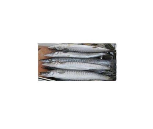 High In Protein Frozen Barracuda Fish