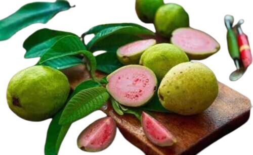 Fresh Natural Round Guavas