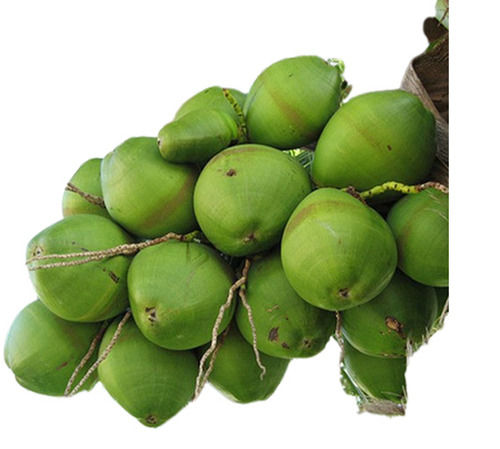 Green Coconut 