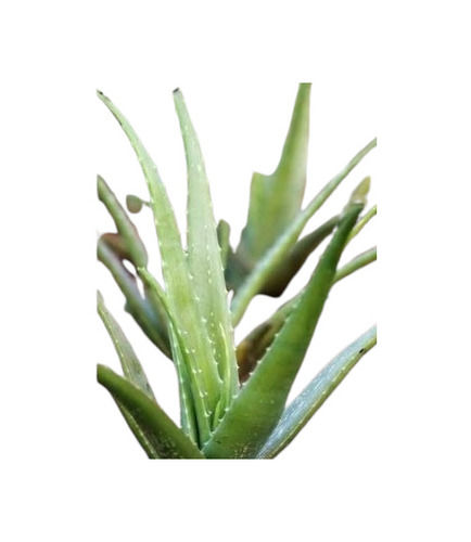 100% Natural Aloe Vera Leaf