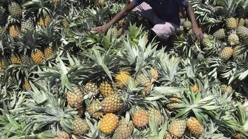 Fresh and Organic Pineapple 