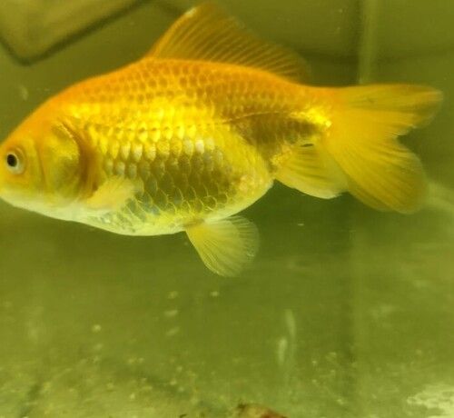 Yellow Color Beautiful Gold Fish For Aquarium 