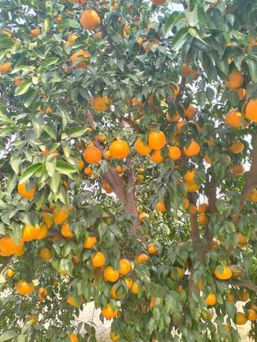 Common Fresh Orange 