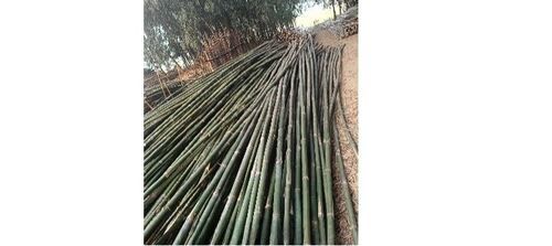 Bamboo Poles