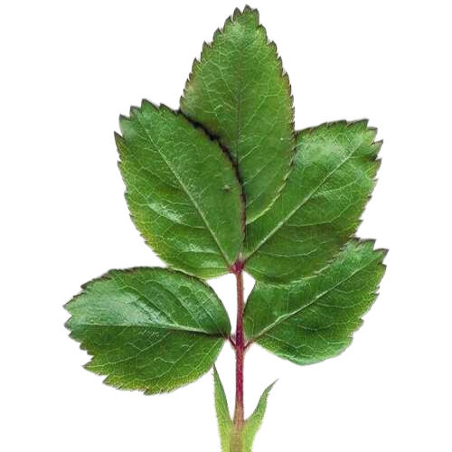 Good Quality Green Fresh Rose Leaf