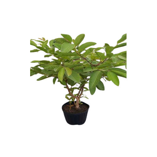 Nursery Guava Plant For Gardening