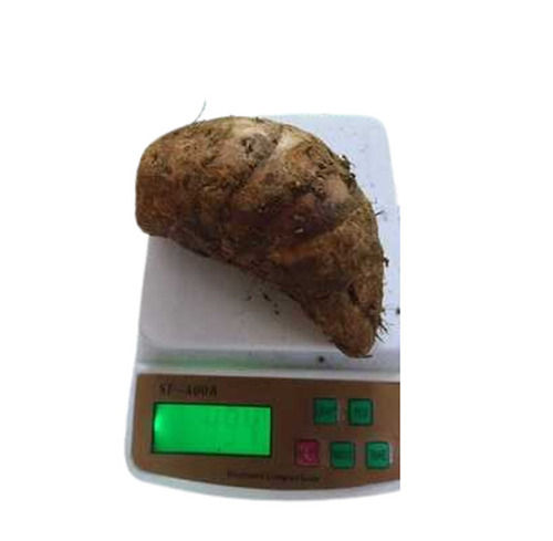 A Grade 100 Percent Purity Indian Origin Common Cultivation Turmeric Mother Rhizome