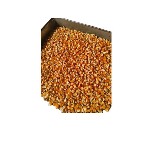 Commonly Cultivated Indian Yellow Maize