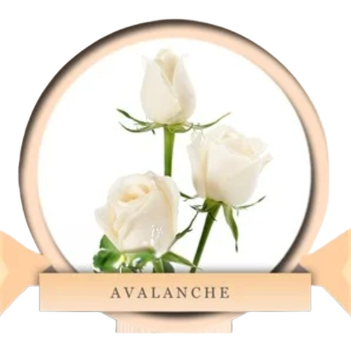 Organic White Roses, for Cosmetics Gifting