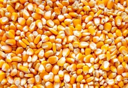 100% Natural And Pure Organic Maize Seeds For Food Processing