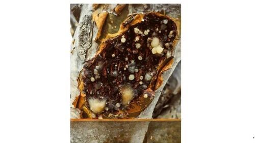 Good For Health Boswellia Serrata Extract